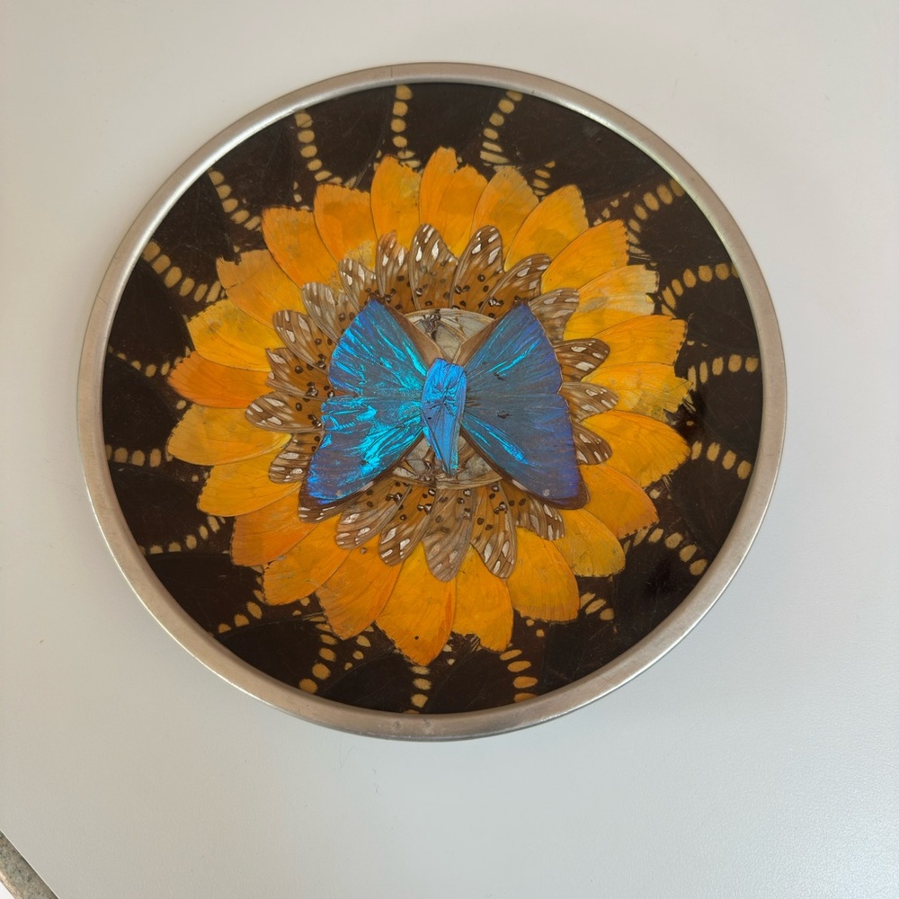Iridescent Yellow & Blue Morpho Butterfly Wing Art Plate Brazil 7.5”